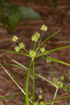 Baldwin's flatsedge